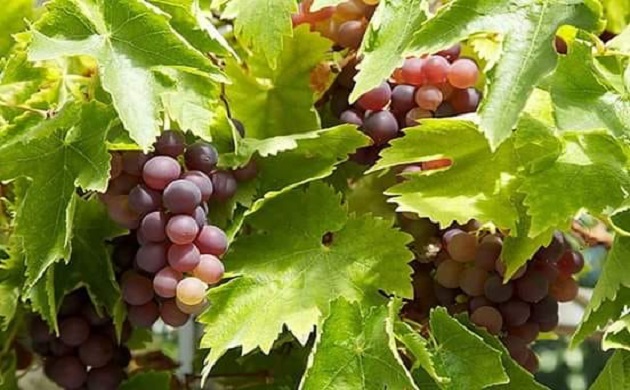 الآمراض النباتية التى تصيب محصول العنب